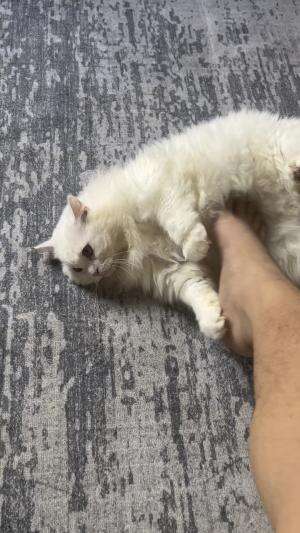 kucing babon