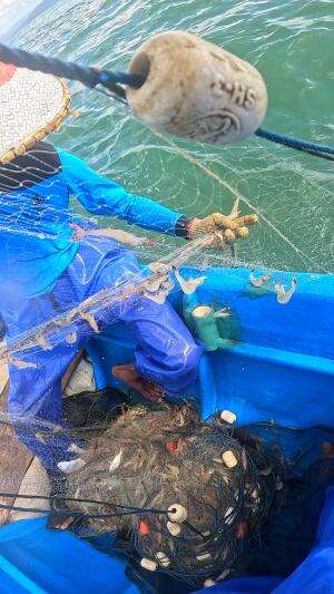 menangkap segerombolan ratusan udang