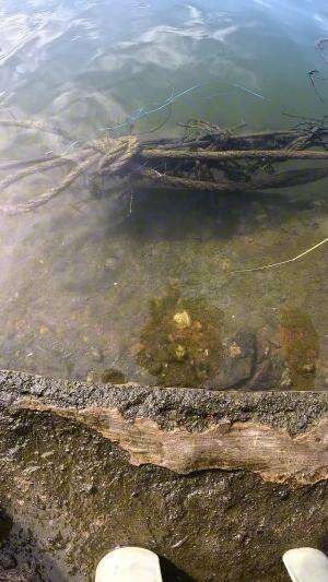 trik jitu nangkap udang #udang #nelayan #laut #jaring #ikan #fbpro #reels #reelsviral #duniaikan #skils #fyp #trending