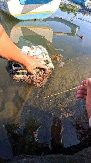 Shrimp fishing tricks passed down from my dad? #fishing #traditional #usa #usareels #UnitedStates #unitedkingdom #denmark #canada