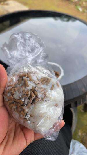 Nekat pasang perangkap ikan cuma pake nasi putih 