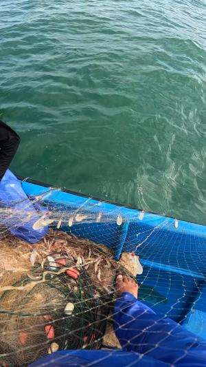 menangkap udang di alam #nelayan #jaring #skills #fyp