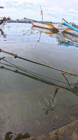 jackpot dapet udang babon banget #udang #nelayan #laut #jaring #ikan #fbpro #reels #reelsviral #duniaikan #skils #fyp #trending