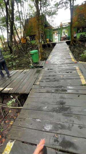 Lagi coba mau liat bekantan