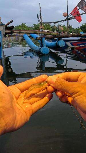 pretty easy at night huh #fishing #shrimp #fish #sea #traditional #usareels #UnitedStates #reelsviral #skils #fyp #trending