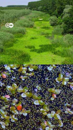 Tanaman lentil air yang tahan iklim