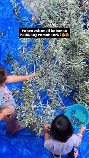 Panen zaitun di turki #rctiplus #indoturki
