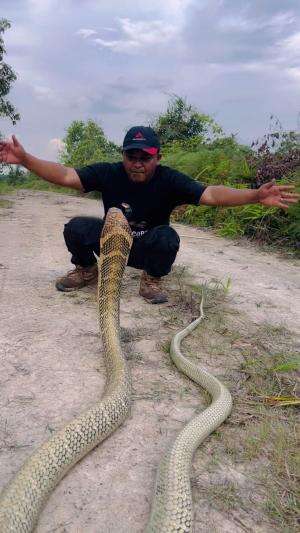 King cobra raksasa emas #mandapetualang #fyp #viral #trending 