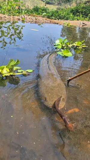 Mancing lele liar