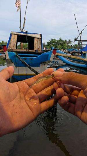 how to catch shrimp super fast and easy #fishing #shrimp #traditional #usa #usareels #UnitedStates #unitedkingdom #denmark #canada