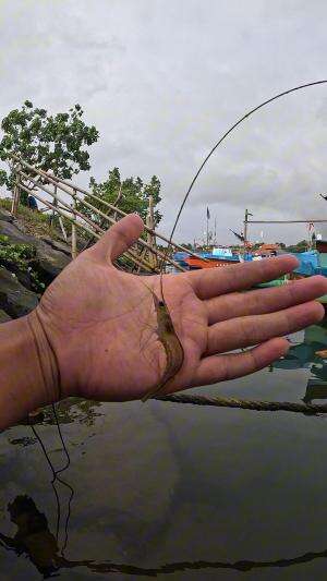 super easy to catch shrimp #fishing #shrimp #fish #sea #traditional #usareels #UnitedStates #reelsviral #skils #fyp #trending