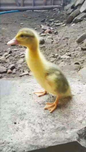 Babak baru era Jumbo Punggung Metalik