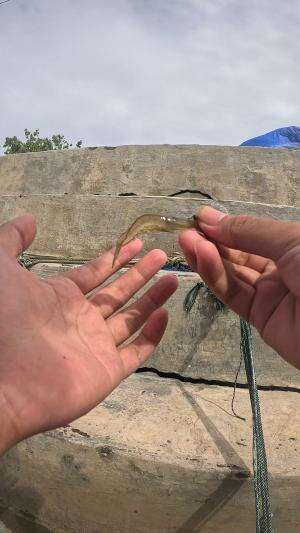 segampang itu #udang #nelayan #laut #jaring #ikan #fbpro #reels #reelsviral #duniaikan #skils #fyp #trending