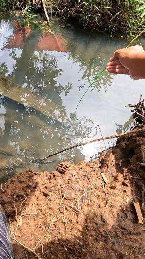 cara menangkap udang pake cara tradisional #fishing #traditional #usa #usareels #UnitedStates #unitedkingdom #denmark #canada