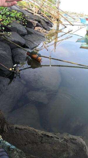 teknik mancing daerah sini #mancing #fishing #shrimp #udang #nelayan #laut #jaring #ikan #reelsviral #animals #skill #fyp #trending