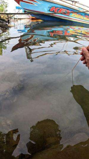 menangkap udang kecil