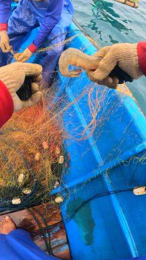 udang jerbung mengamuk #seafood #fishing 