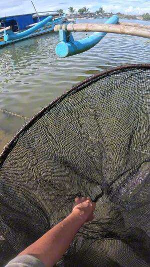 lumayan banyak #udang #nelayan #laut #jaring #ikan #fbpro #reels #reelsviral #duniaikan #skils #fyp #trending