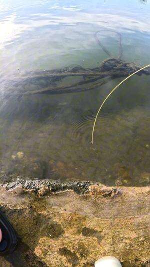 how to catch shrimp super fast and easy #fishing #traditional #usa #usareels #UnitedStates #unitedkingdom #denmark #canada