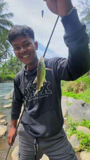 Jackpot ikan predator cuma pakai umpan roti