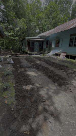 Sebentar lagi tanam ?