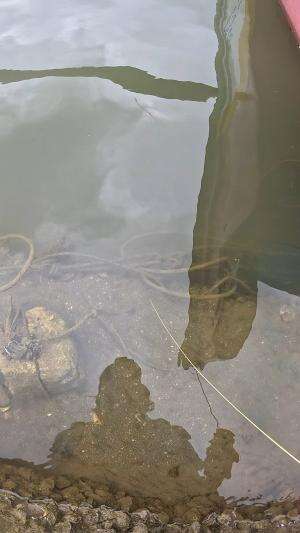 ketika masih belajar mancing #mancing #fishing #shrimp #udang #nelayan #laut #jaring #ikan #reelsviral #animals #skill #fyp #trending