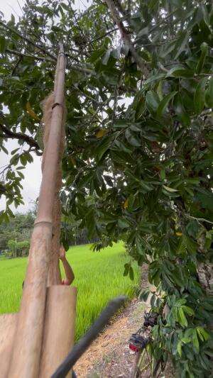 Ditempat kalian nama buah ini apa gess