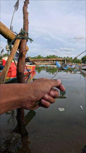 the trick to catch shrimp #fishing #shrimp #traditional #usa #usareels #UnitedStates #unitedkingdom #denmark #canada