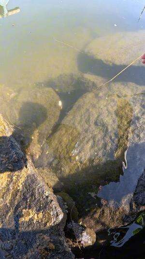 coba perhatikan #mancing #fishing #shrimp #udang #nelayan #laut #jaring #ikan #reelsviral #animals #skill #fyp #trending