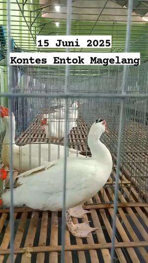 Pantau Penjurian di Kontes Entok Magelang 