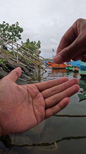 udang melompat saat ditangkap #fishing #shrimp #fish #sea #traditional #usareels #UnitedStates #reelsviral #skils #fyp #trending