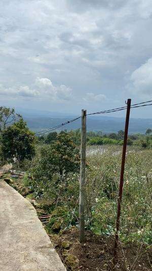 PERJALAN LIBURAN DI PUNCAK BANDUNGAN UMBUL SIDO MUKTI DI AKHIR TAHUN 2024 menjalang 2025