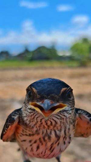 Sarang burung langka dirumah warga