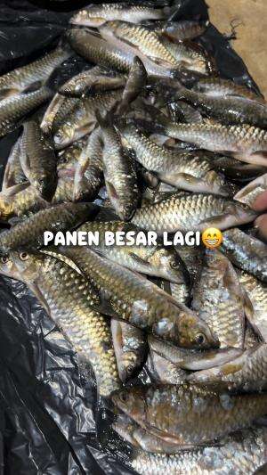 Panen besar lagi  #cariikan