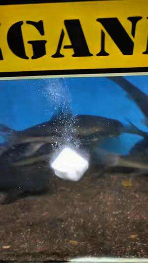 Garam dapur buat obat ikan emang bisa