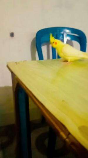 Yang tahu jenis apa ini?? Kayak gak asing ternyata tertuju pada karakter anime Pikachu ? 