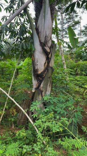 Mengatasi ikan yang mulai langka