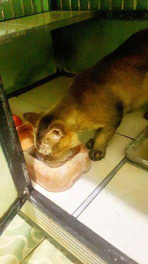 minum susu kucingnya #minumsusu#susu