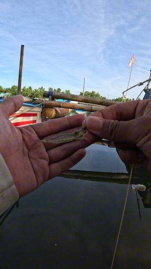 cara mudah menangkap udang