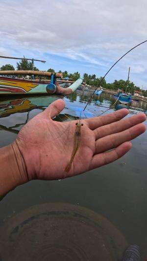 how to catch shrimp super fast and easy #fishing #traditional #usa #usareels #UnitedStates #unitedkingdom #denmark #canada
