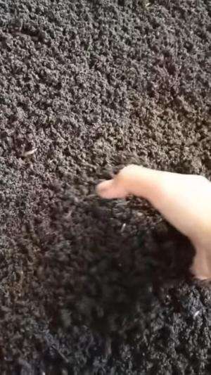 Cari cacing pakai air sabun
