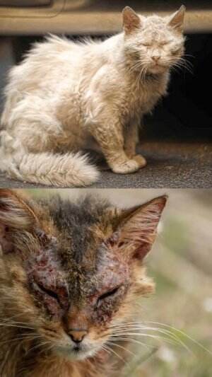 Tips atasi kucing berjamur
