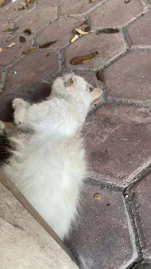 kucing mau kawin | cinta tak direstui