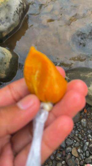 Semua ikan bisa ditaklukan cuma pakai umpan seribuan