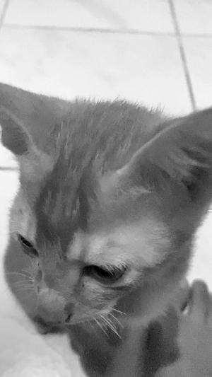 Kenapa dia lucu banget  #Kucing 