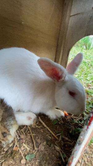 Kebun binatang 