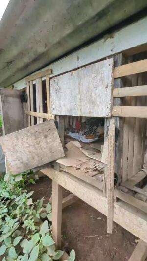 Ternak ayam netas alhamdulillah