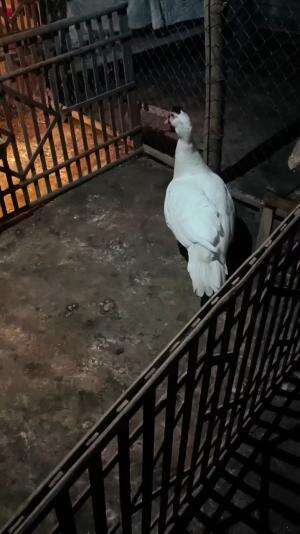 Terpantau 10 personil baru menetas bolo 