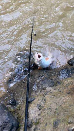 Nekat mancing pakai serangga