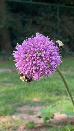 Lebah kecil, kemampuan besar! #faktaunik #faktamenarik #lebah 